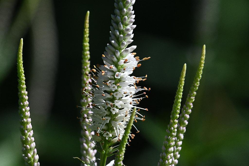 2025-07229790 Wachusett Meadow, MA.JPG - Culver's Root (Veronicastrum virginicum). Wachusett Meadow Wildlife Sanctuary, MA, 7-22-2025